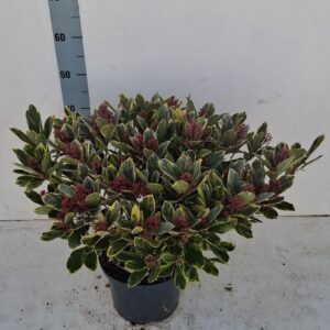 Skimmia japonica Perosa 23 cm 30+ Flower
(1 Plants/Order)(23cmP 50cmH)