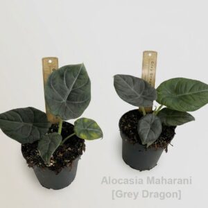 Alocasia Maharani 12cm [Grey Dragon]
(8 Plants/Order)(12cmP 18cmH)