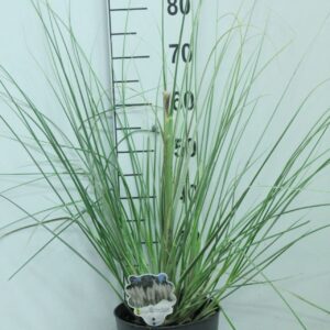 Cortaderia other minipampas 'Mini silver Pampas' P23
(1 Plants/Order)(23cmP 90cmH)