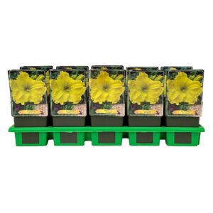 Hemerocallis Girl Scout
(10 Plants/Order)(11cmP 25cmH)