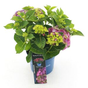 Hydrangea macrophylla other Royalty® 'Ningbo'® purple C3.5 (20cm.) Kn.
(5 Plants/Order)(20cmP 40cmH)