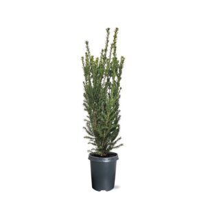 Taxus media Hillii (zonder etiket)
(1 Plants/Order)(21cmP 80cmH)