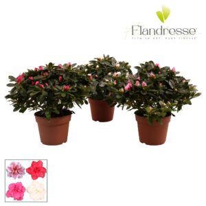 Rhododendron mix Azalea Flandresse® 30 32 cm
(6 Plants/Order)(14cmP 30cmH)