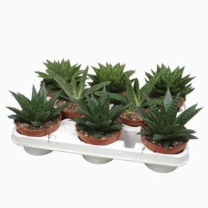Aloe Aloë/Haworthia mix 10,5 cm in 208 packing
(8 Plants/Order)(10.5cmP 15cmH)