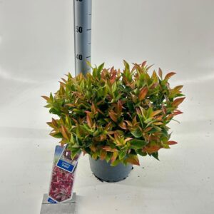 Leucothoe axillaris Zeblid
(1 Plants/Order)(23cmP 40cmH)
