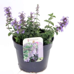 Nepeta faassenii Cat's Pajamas
(8 Plants/Order)(13cmP 20cmH)