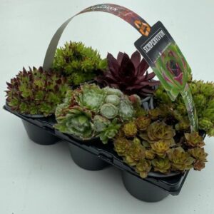 Sempervivum mix Sempervivum 6-pack 9cm
(1 Plants/Order)(9cmP 5cmH)