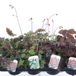 Heuchera mix
(8 Plants/Order)(13cmP 40cmH)
