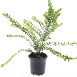 Lonicera Maigrün nit.
(8 Plants/Order)(14cmP 10cmH)