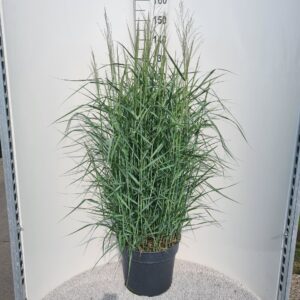 Panicum virgatum Prairie Sky P40
(1 Plants/Order)(40cmP 120cmH)