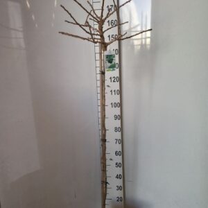 Ginkgo Ginkgo biloba Mariken 110 stam 40-50 kroon P28
(1 Plants/Order)(28cmP 140cmH)