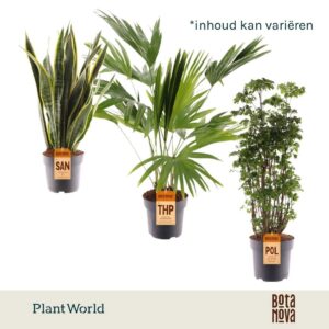 Indoor plants Groenmix Hawaii (diverse soorten)
(3 Plants/Order)(21cmP 70cmH)