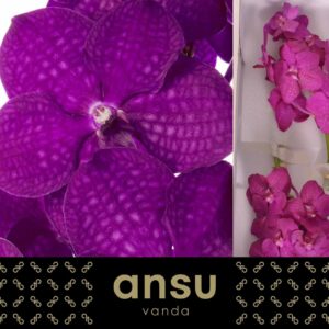 Vanda Nitaya Raspberry cerise Vanda Rasberry cerise
(16 Plants/Order)(cmP 25cmH)