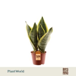Sansevieria Futura Superba
(18 Plants/Order)(9cmP 30cmH)