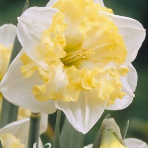 Droge Bulbs Narcissus Splitcrown Printal x5 14/16
(10 Plants/Order)(5cmP 25cmH)