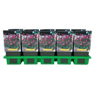 Geranium x cantabrigiense Karmina
(10 Plants/Order)(11cmP 25cmH)