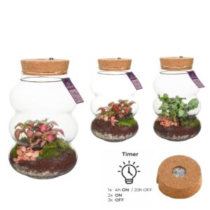 Indoor plants green Wardians Terrarium - Pluto small + LED (rechargeable USB-C)
(6 Plants/Order)(12cmP 20cmH)