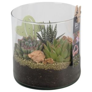 Succulenten PTSU8417 Arrangement in glazen vaas
(6 Plants/Order)(15cmP 18cmH)