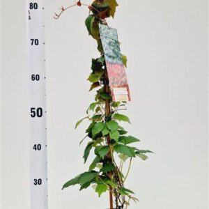 Parthenocissus tricuspidata Veitch gestokt
(1 Plants/Order)(17cmP 80cmH)