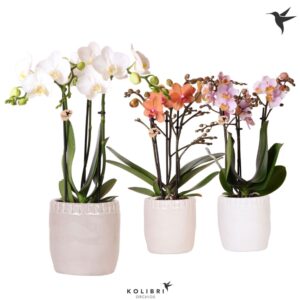 Phalaenopsis Multiflora mix 3 spike in Stones Pot mix
(7 Plants/Order)(9cmP 40cmH)