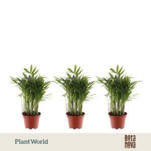 Chamaedorea elegans
(16 Plants/Order)(7cmP 20cmH)