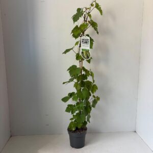 Vitis Vroege From der Laan vin. gestokt
(1 Plants/Order)(17cmP 90cmH)