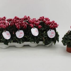 Cyclamen Super Serie Odora Fuji Win Red
(8 Plants/Order)(10.5cmP 25cmH)