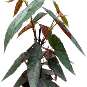 Begonia Begonia Amphioxus X Malachostica
(8 Plants/Order)(14cmP 30cmH)