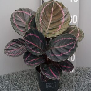 Calathea Dottie roseopicta
(6 Plants/Order)(12cmP 35cmH)