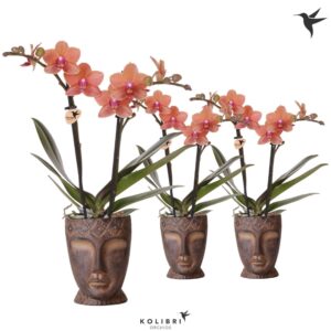 Phalaenopsis Multiflora orange 2 spike in Totem Mask Pot
(7 Plants/Order)(9cmP 40cmH)