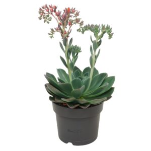 Echeveria Blue Prince 17 cm flowering met etiket
(3 Plants/Order)(17cmP 40cmH)