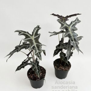 Alocasia sanderiana ssp. nobilis 14cm
(8 Plants/Order)(14cmP 45cmH)