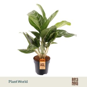 Aglaonema Green Sun
(6 Plants/Order)(17cmP 65cmH)