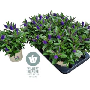 Hebe Taupo Queen Hebe TaupoP15 (Blauw)
(6 Plants/Order)(15cmP 30cmH)