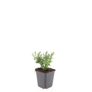Aster Prof. Anton Kipp (D)
(12 Plants/Order)(9cmP 5cmH)