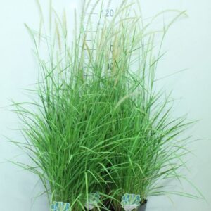 Pennisetum orientale Tall Tails' P17
(6 Plants/Order)(17cmP 130cmH)