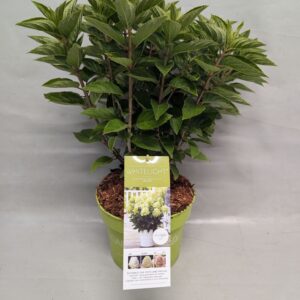 Hydrangea paniculata (Gardenlight) Whitelight 23 cm
(1 Plants/Order)(23cmP 60cmH)