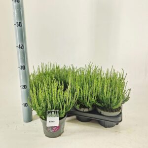 Calluna Garden Girls vulg. 'Elisa' (gg) PBR
(8 Plants/Order)(13cmP 25cmH)