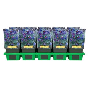 Pulsatilla vulgaris
(10 Plants/Order)(11cmP 25cmH)