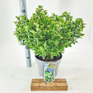 Ilex meserveae Little Rascal'
(1 Plants/Order)(23cmP 50cmH)