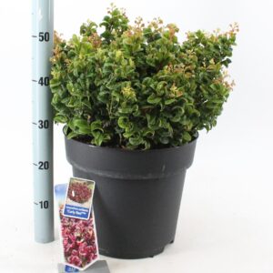 Leucothoe axillaris Curly Red PBR
(1 Plants/Order)(32cmP 50cmH)