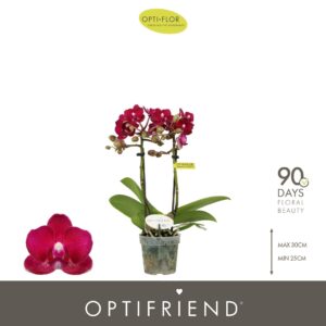 Phalaenopsis Multifloratypes other Optifriend Lola 2 spike
(8 Plants/Order)(7cmP 25cmH)