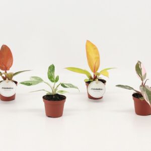 Philodendron mix
(12 Plants/Order)(6cmP 15cmH)