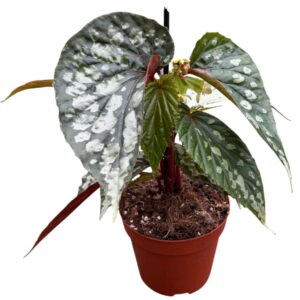 Begonia Begonia Lucifer
(8 Plants/Order)(14cmP 30cmH)