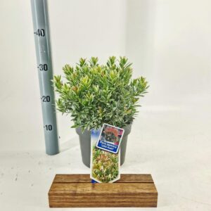 Pieris japonica Little Heath
(1 Plants/Order)(19cmP 30cmH)