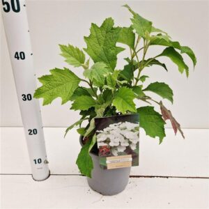 Hydrangea quercifolia Snow Queen
(1 Plants/Order)(17cmP 35cmH)
