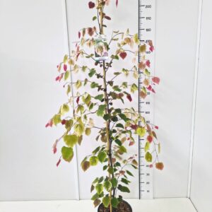 Cercis canadensis Cercis can. 'Carolina Sweetheart' 175-200C12
(1 Plants/Order)(30cmP 195cmH)