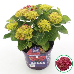 Hydrangea macrophylla other Forever Ever® red C5 (23cm.) Kn.
(1 Plants/Order)(23cmP 45cmH)
