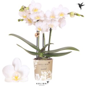 Phalaenopsis Multiflora Norway 3 spike
(12 Plants/Order)(9cmP 40cmH)
