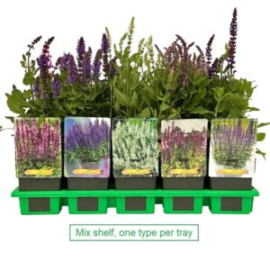 Salvia mix laag P11
(10 Plants/Order)(11cmP 25cmH)